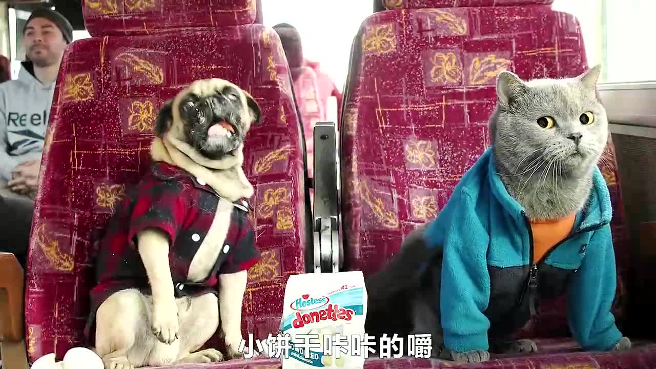 猫狗旅行记海报剧照